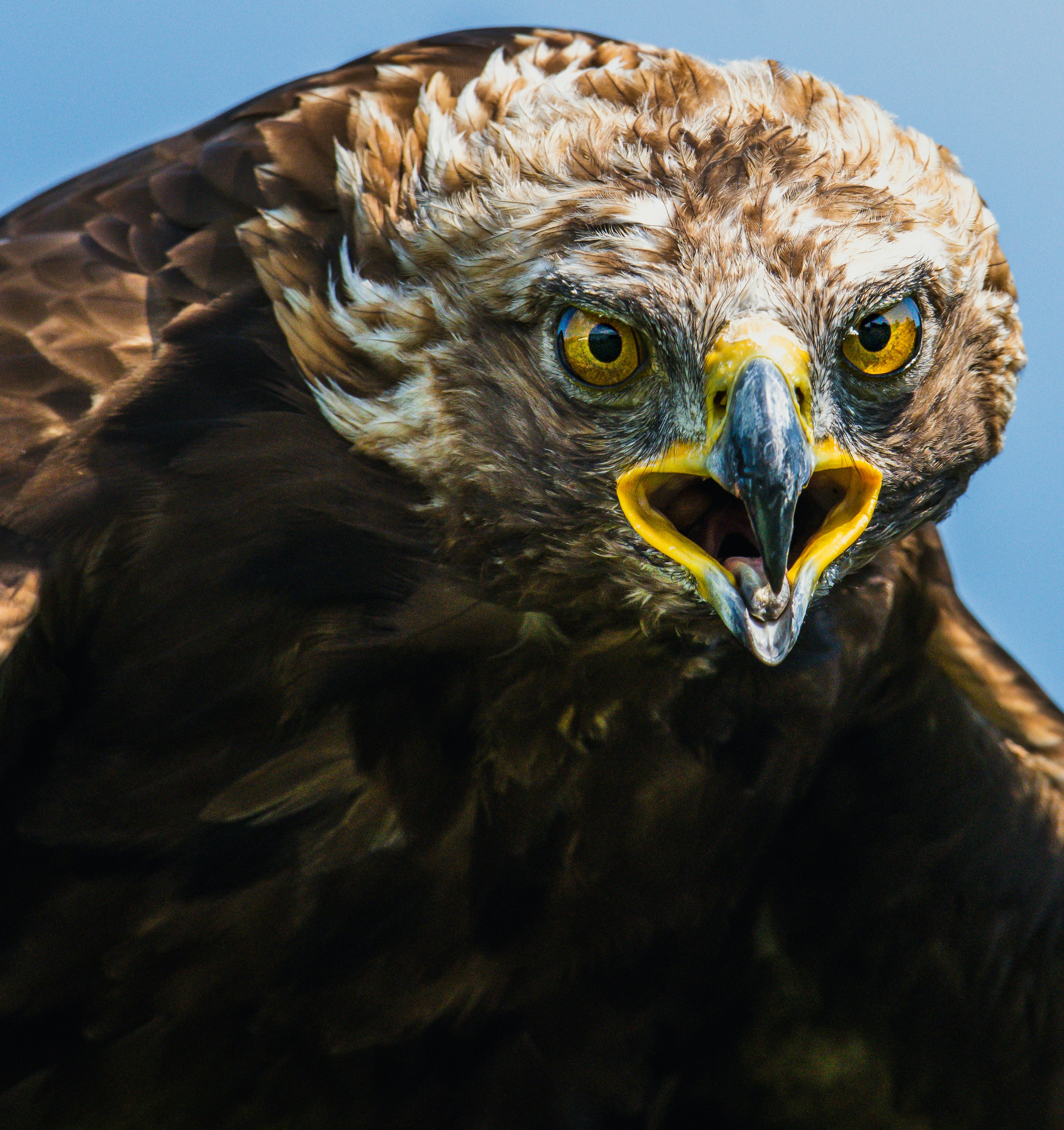 brown and white eagle in close up photography